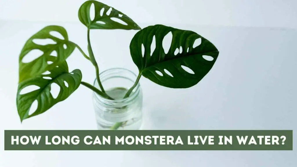 Photo of a Monstera growing in water. How Long Can Monstera Live in Water?