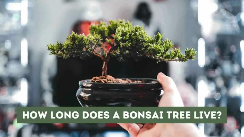 Photo of a person holding a bonsai tree in its pot. How Long Does a Bonsai Tree Live?