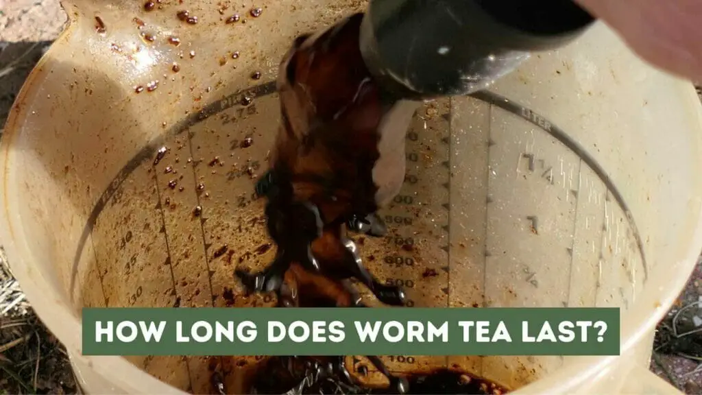 Photo of worm tea being poured into a bucket. How Long Does Worm Tea Last?