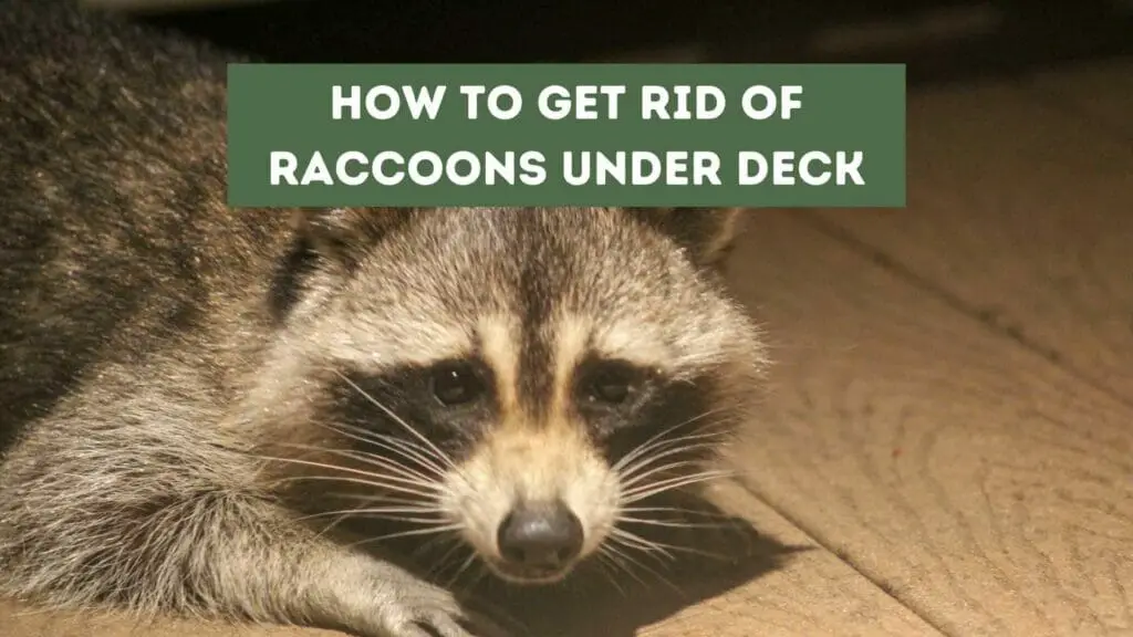 Photo of a Raccoon hiding under the deck. Get Rid of Raccoons Under Deck.