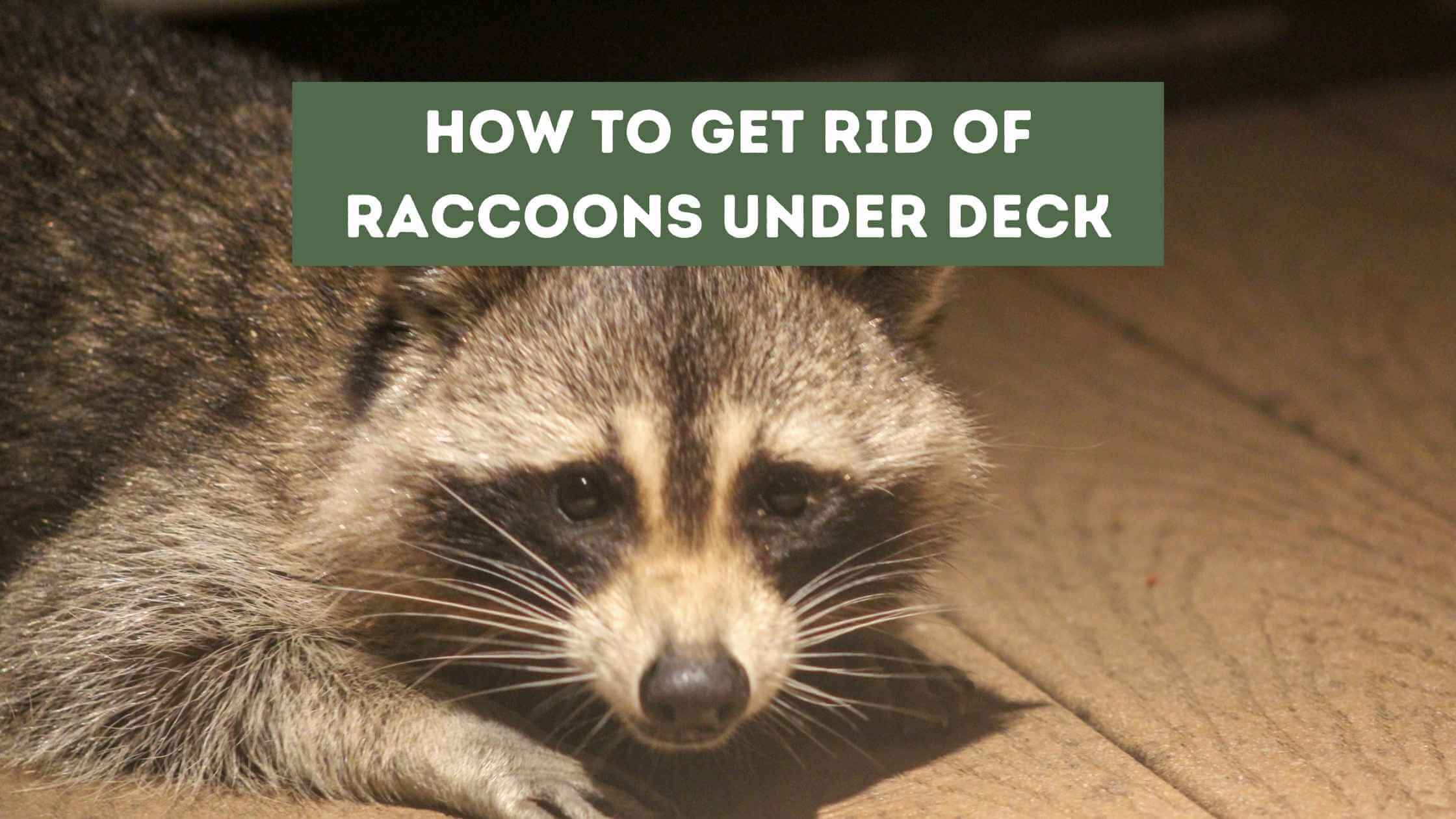Get Rid of Raccoons Under Deck
