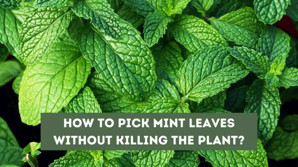 Photo of many mint leaves on a black background. How to Pick Mint Leaves Without Killing the Plant?
