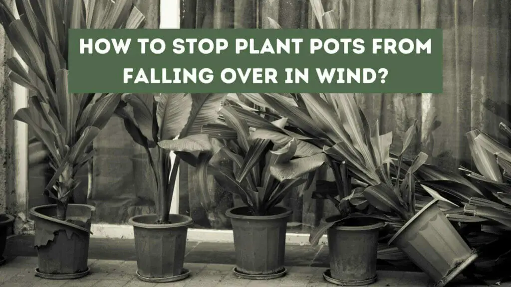 Photo of broken and fallen plant pots due to high winds. How to Stop Plant Pots Falling Over in Wind.