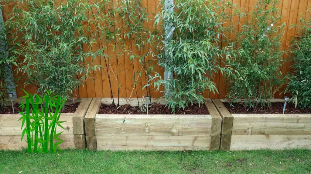Japanese bamboo planted on raised beds