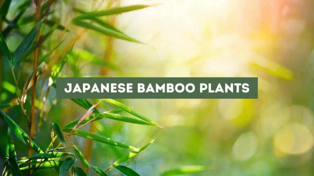 Photo of a Japanese bamboo plant foliage. Japanese bamboo plants guide.