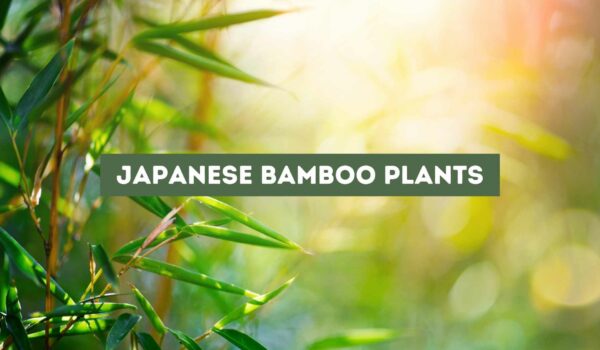 Japanese Bamboo Plants Guide (Grow and Care)