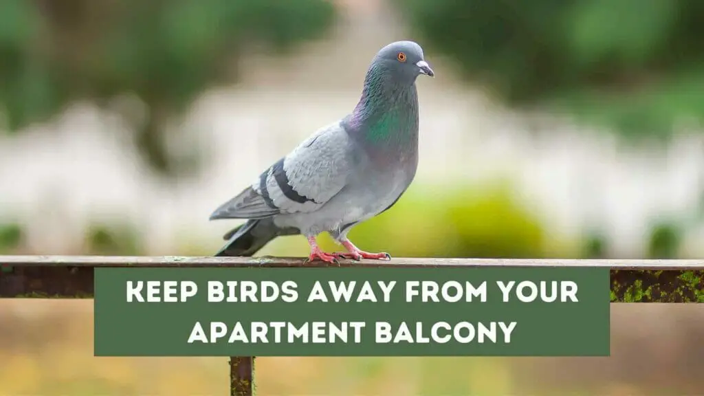 Photo of a bird on the handrail of an apartment balcony. Keep Birds Away from Your Apartment Balcony.