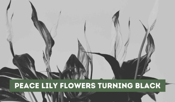 Peace Lily Flowers Turning Black (Causes and Solutions)