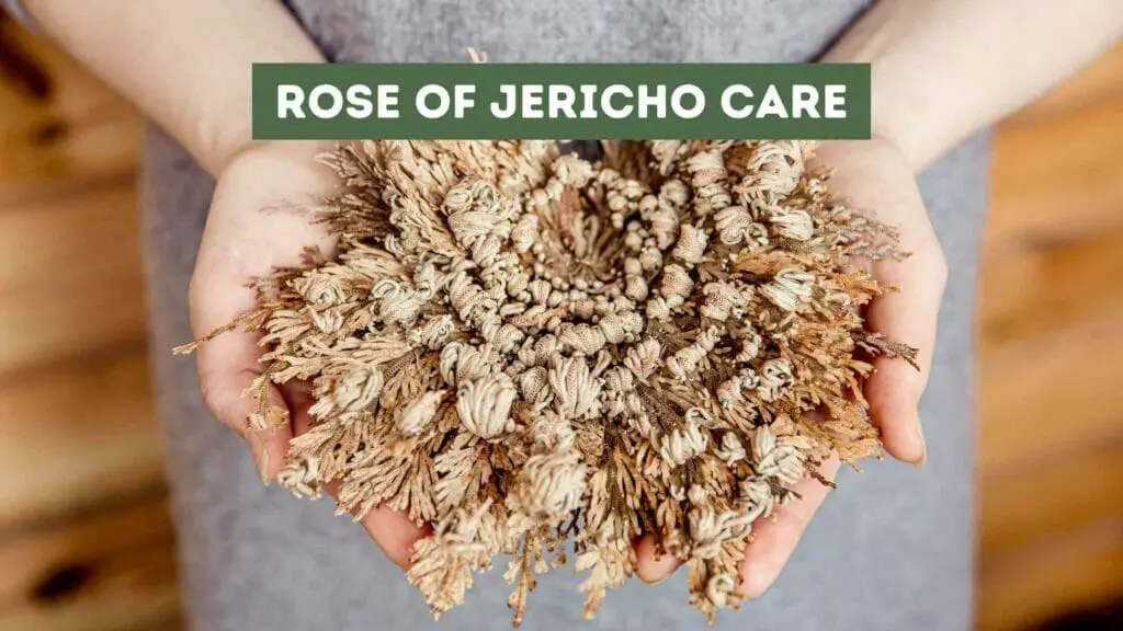 Photo of person holding an open and dried out Rose of Jericho. Rose of Jericho Care.