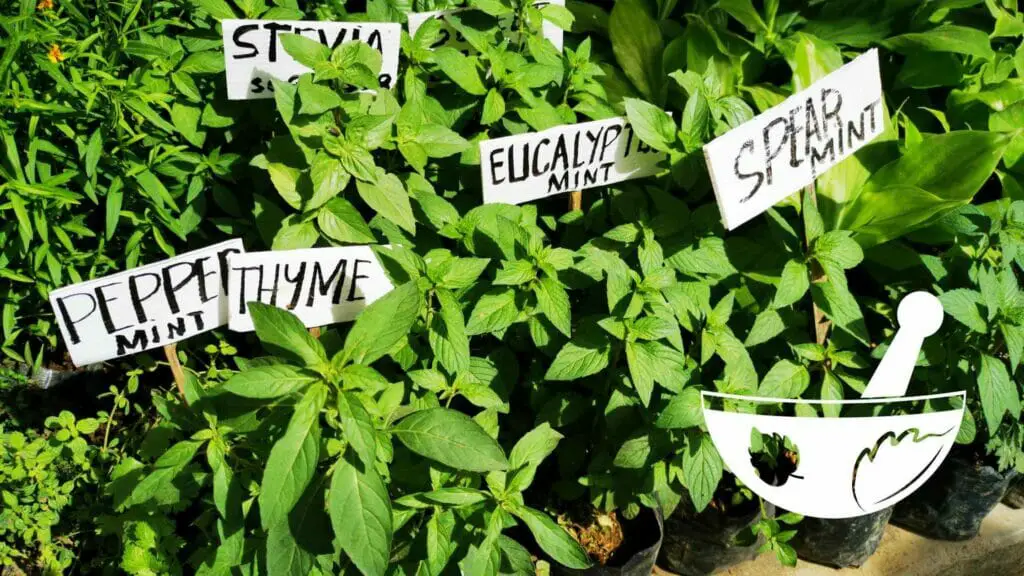Photo of several herb plants, stevia, pepper mint, thyme, eucalyptus, spear mint.