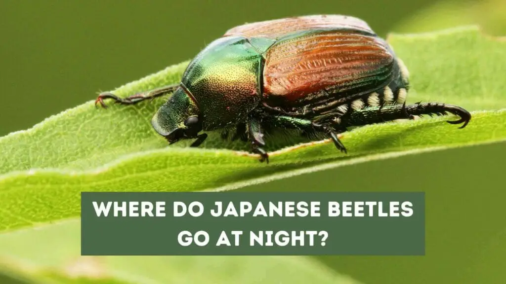 Photo of a Japanese beetle on top of a leaf. Where Do Japanese Beetles Go At Night?