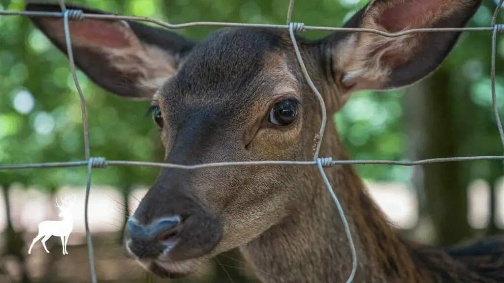 Photo of a deer behind a fence preventing him from entering.