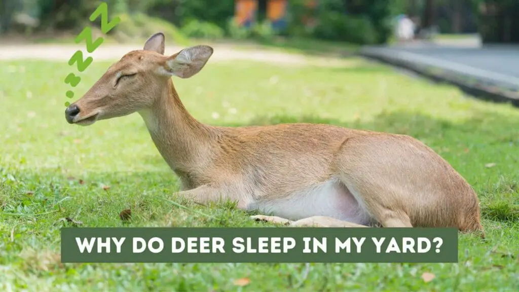 Photo of a deer sleeping in the yard. Why Do Deer Sleep in My Yard?