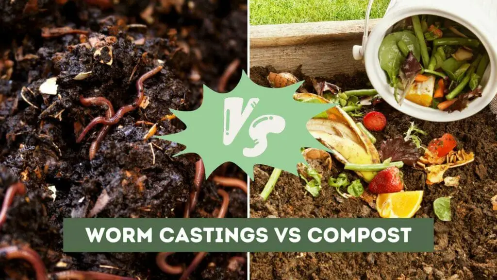 Photo of worm castings on the left and compost on the right. Worm Castings vs Compost.