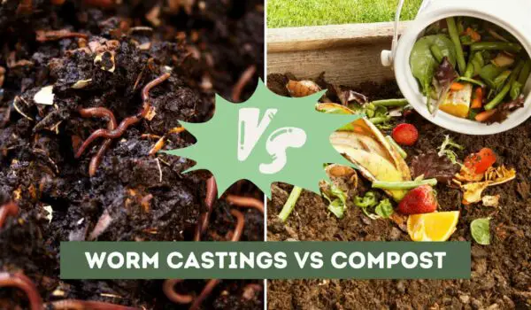 Worm Castings vs Compost (Key Differences Solved)