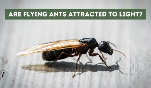 Are Flying Ants Attracted to Light? The Science Behind Their Behavior