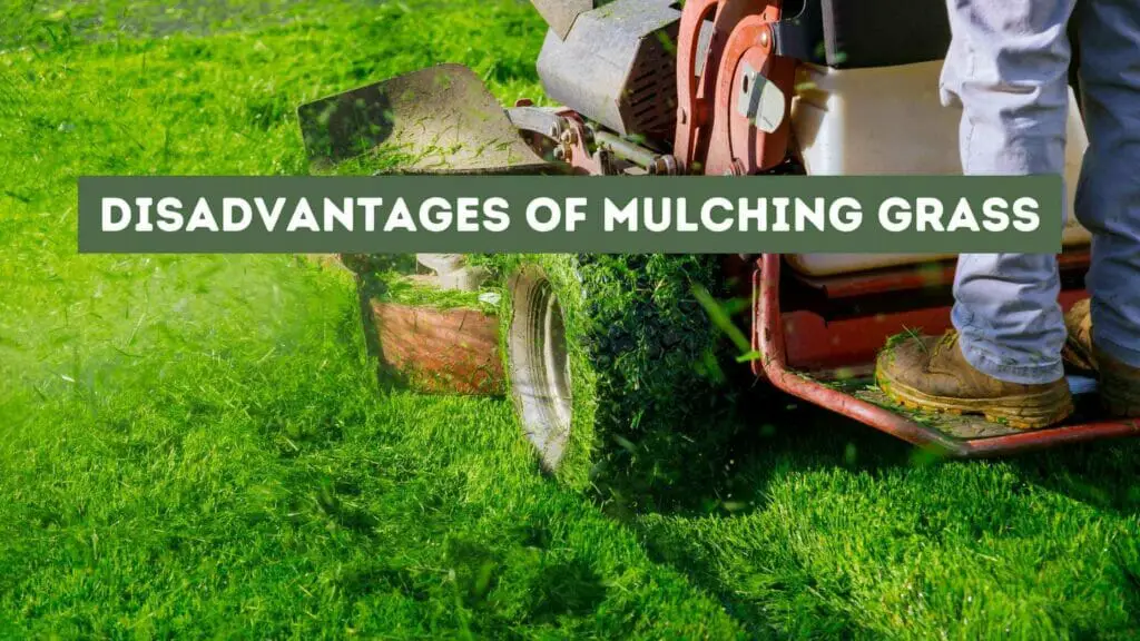 Photo of a person cutting and mulching grass. Disadvantages of Mulching Grass.