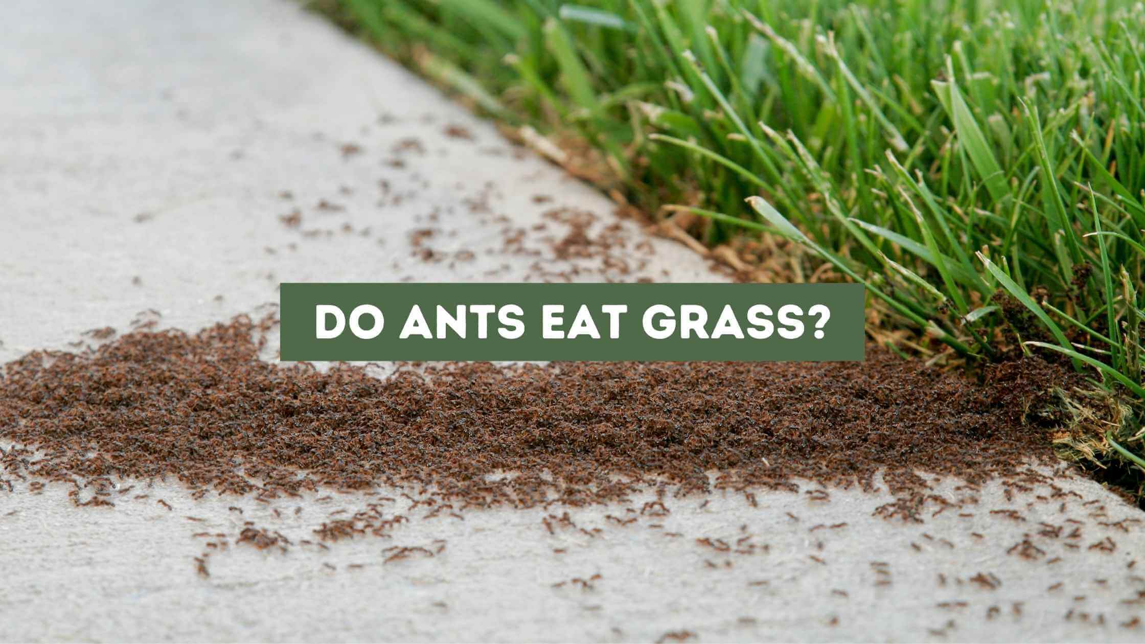 Do Ants Eat Grass