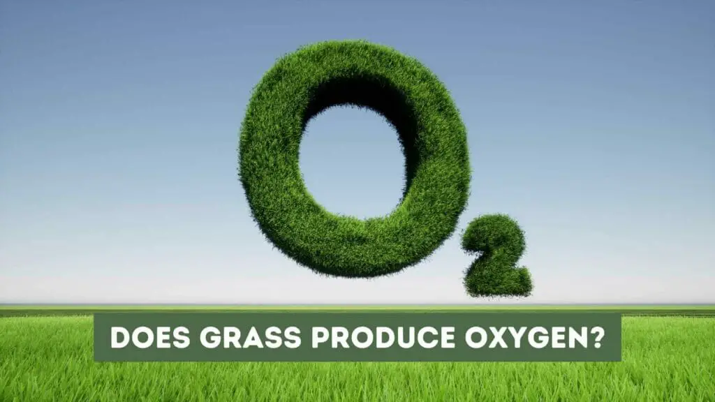 Photo of the O2 symbol made of grass floating above a grass field. Does Grass Produce Oxygen?