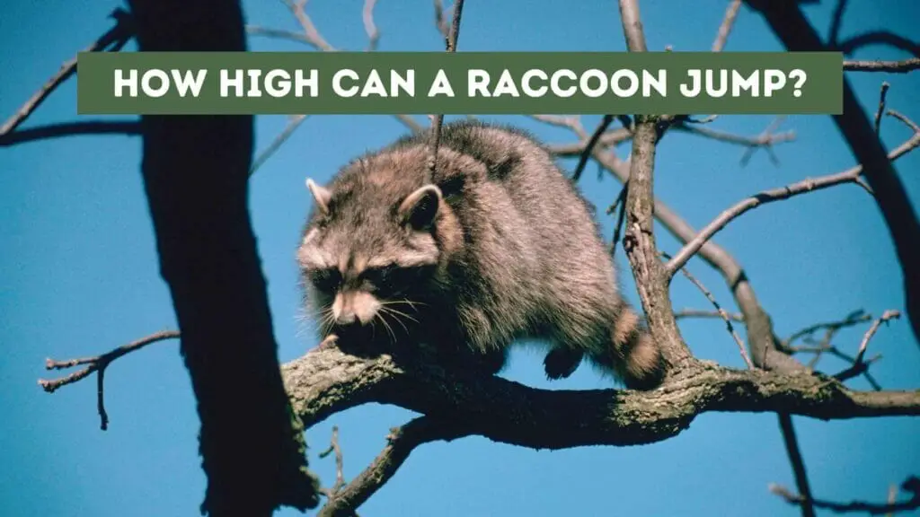 Photo of a Raccoon up high in a tree. How High Can a Raccoon Jump?