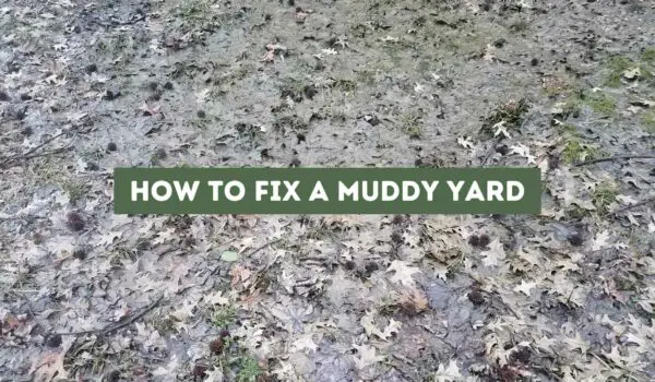 How to Fix a Muddy Yard (Tips and Tricks for a Healthy Lawn)