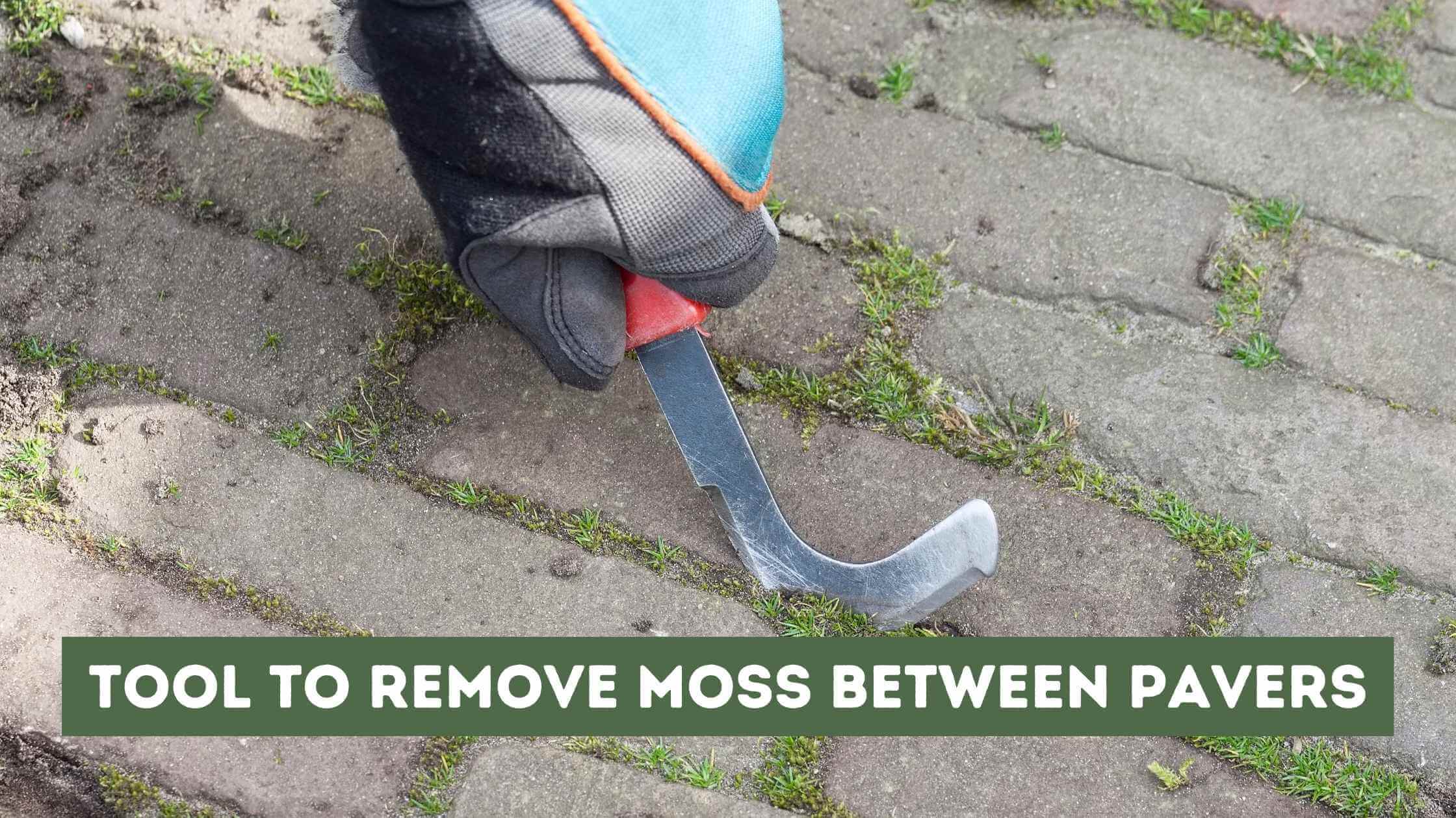 Tool to Remove Moss Between Pavers