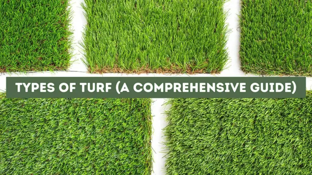Photo of 5 different types of turf.