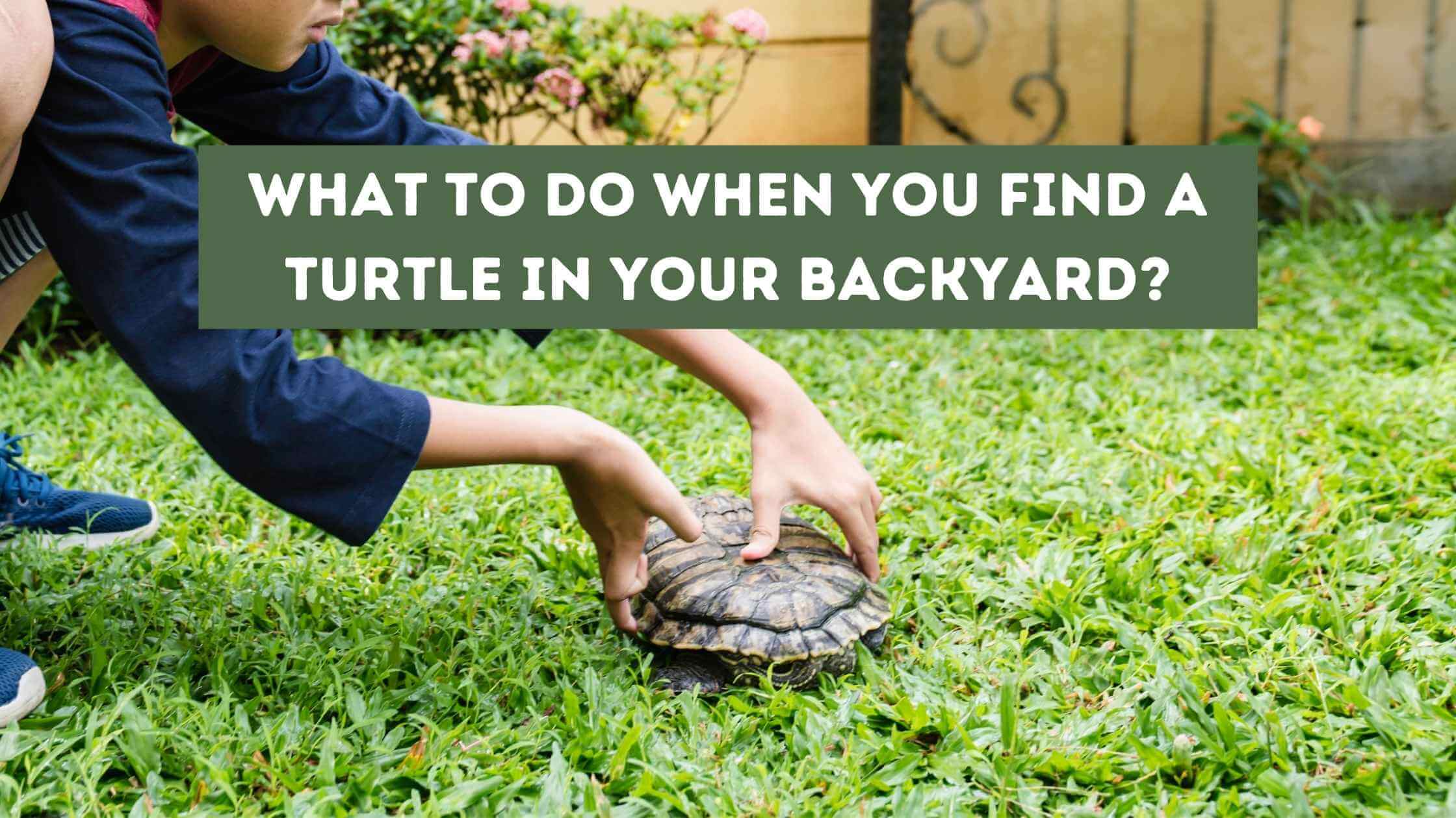 What to Do When You Find a Turtle in Your Backyard