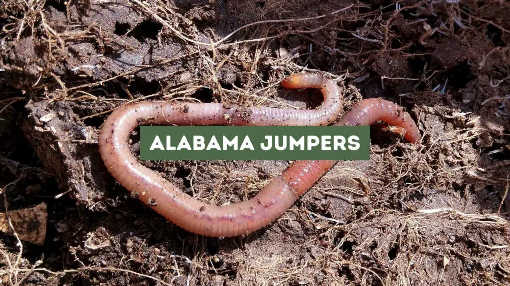 Photo closeup of an Alabama jumper worm. Alabama Jumpers.
