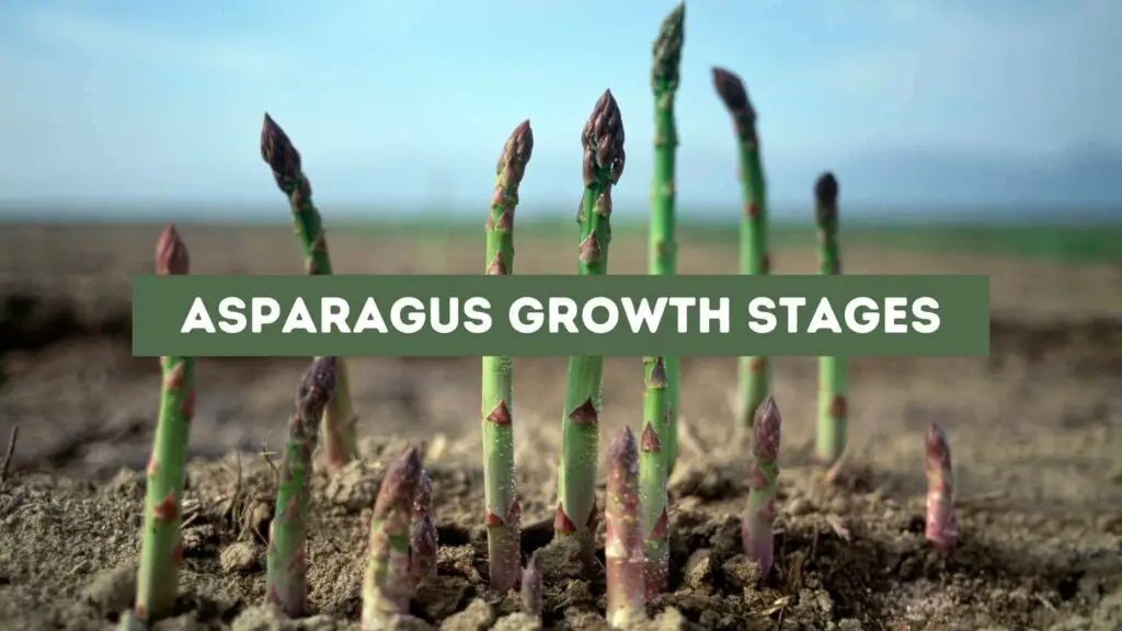 Photo of aspargus in different stages planted on the ground. Asparagus Growth Stages.