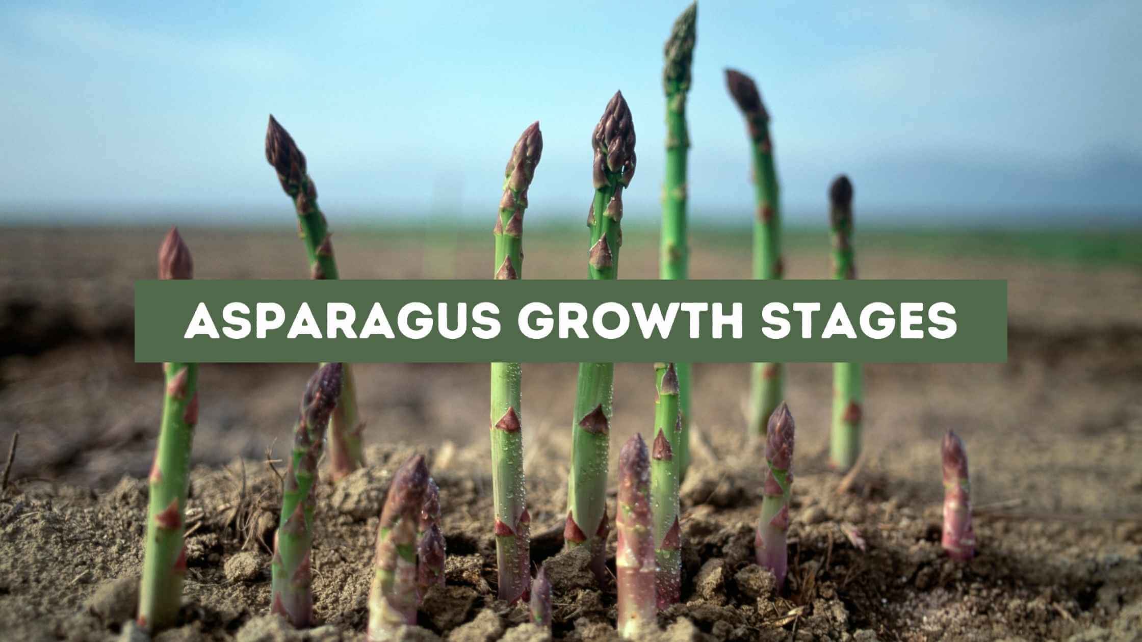 Asparagus Growth Stages