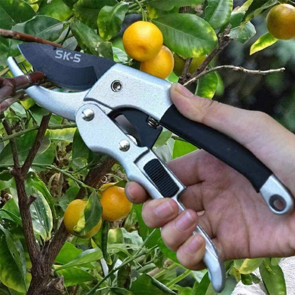 Photo of a silver and black SEEMONA LONDON Pruning Shears and a person holding it and cutting a tree branch.