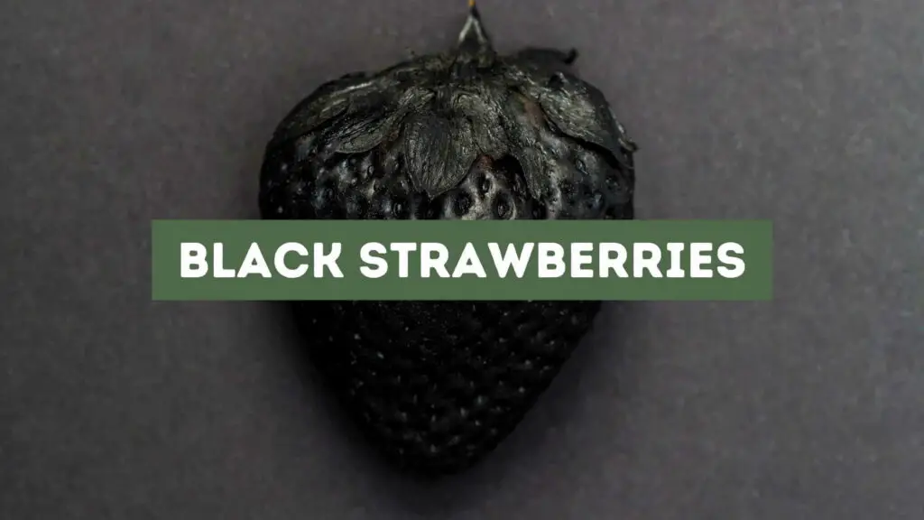 Photo of a black strawberry. All About Black Strawberries.