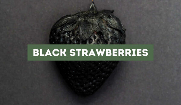 All About Black Strawberries (In-Depth)