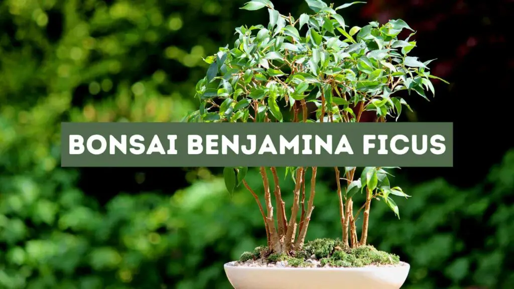 Photo of a bonsai benjamina ficus.