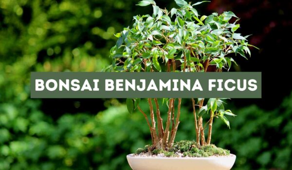 Bonsai Benjamina Ficus (Growing and Caring)