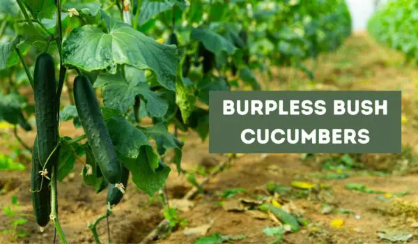 Burpless Bush Cucumbers (Exposed)