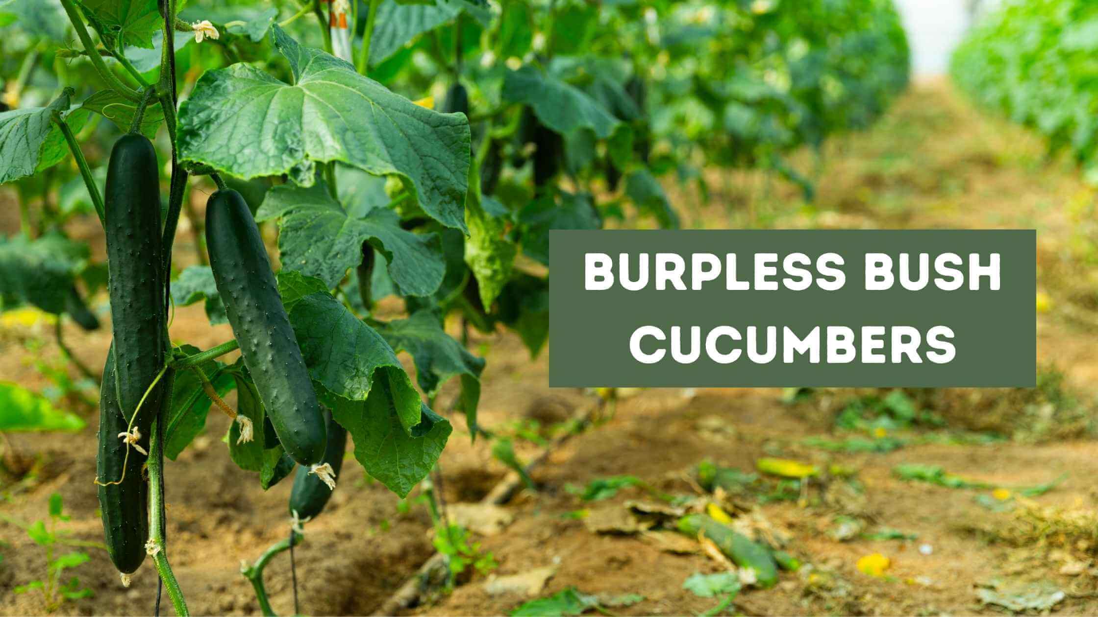 Burpless Bush Cucumbers