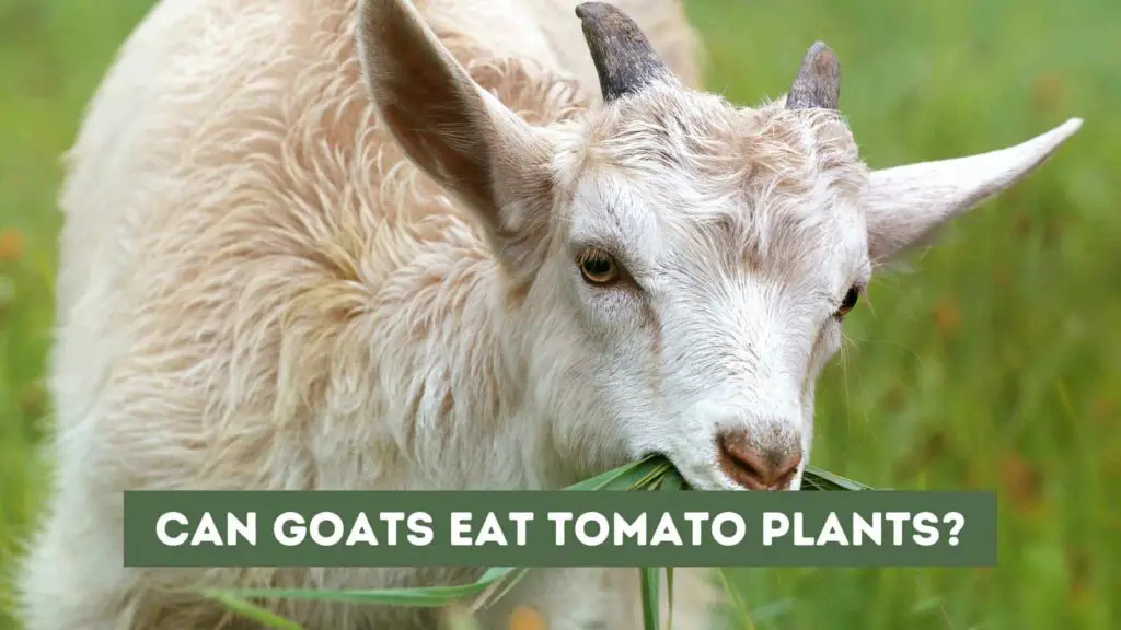 Photo of a goat eating plants. Can Goats Eat Tomato Plants?