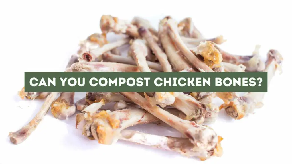Photo of several chicken bones on a white background. Can You Compost Chicken Bones?