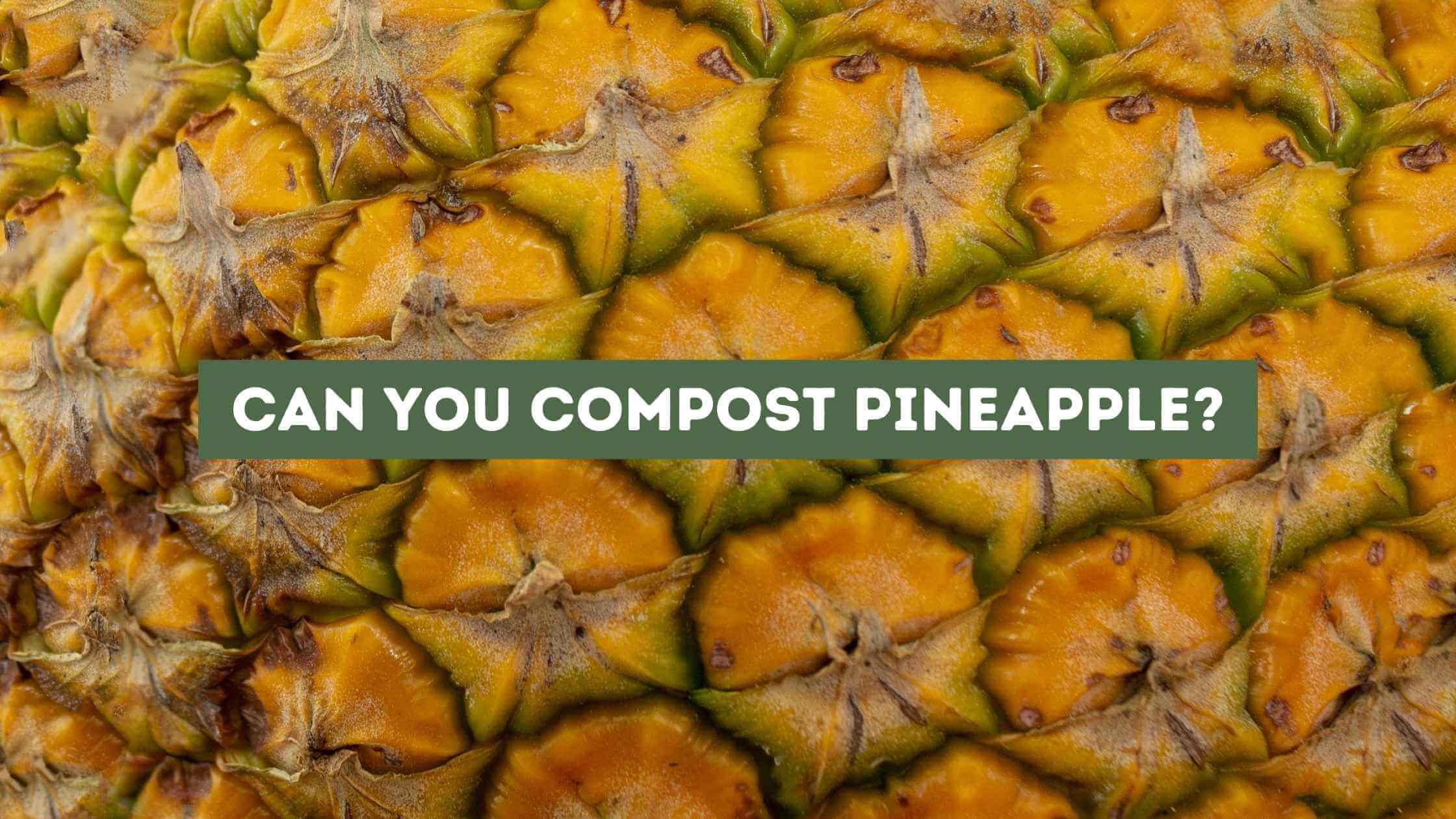 Can You Compost Pineapple