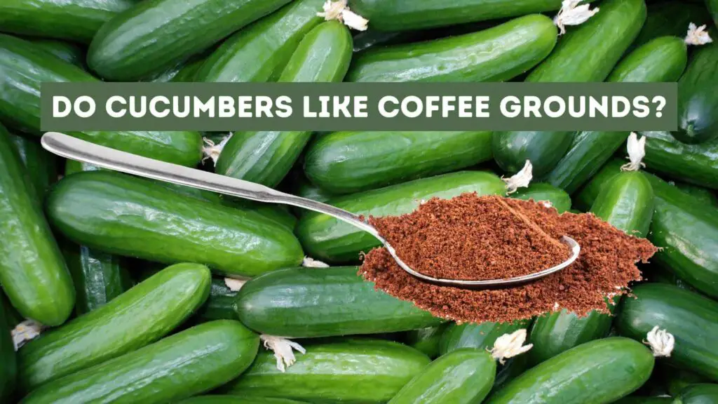 Photo of several cucumbers and a spoon with coffee grounds. Do Cucumbers Like Coffee Grounds?