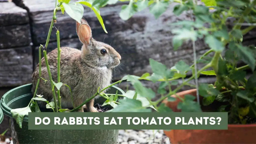 Photo of a rabbit inside a pot with a tomato plant. Do Rabbits Eat Tomato Plants?