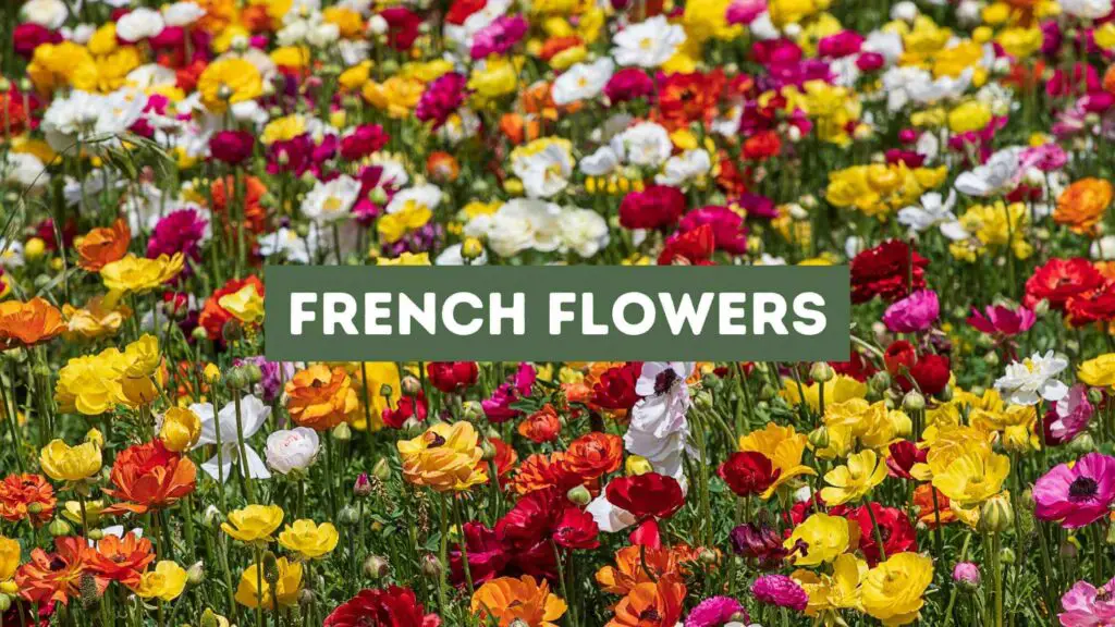 Photo of a multi color flowers in a flower field. French Flowers.