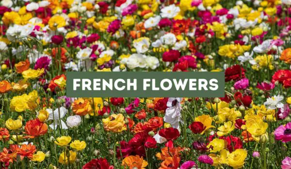French Flowers (The Most Popular)