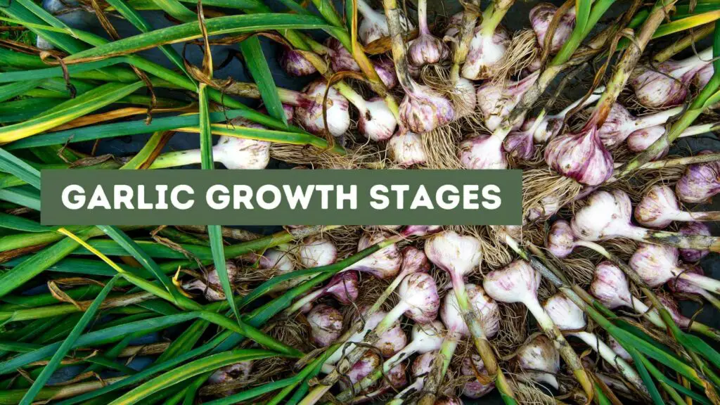 Photo of garlic still with the plants and the roots attached. Garlic Growth Stages.