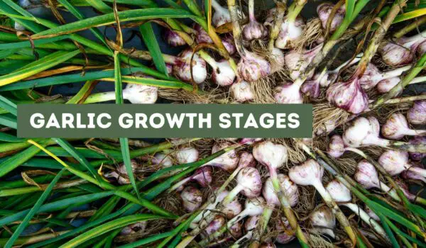 Garlic Growth Stages (Stages Explained)