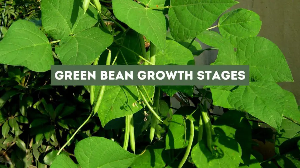 Photo of a grean bean plant. Green Bean Growth Stages.