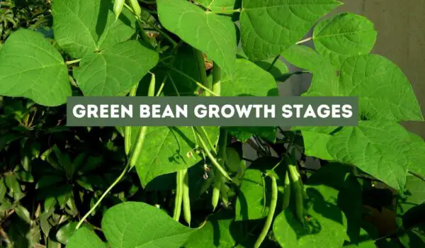 Green Bean Growth Stages (Revealed)