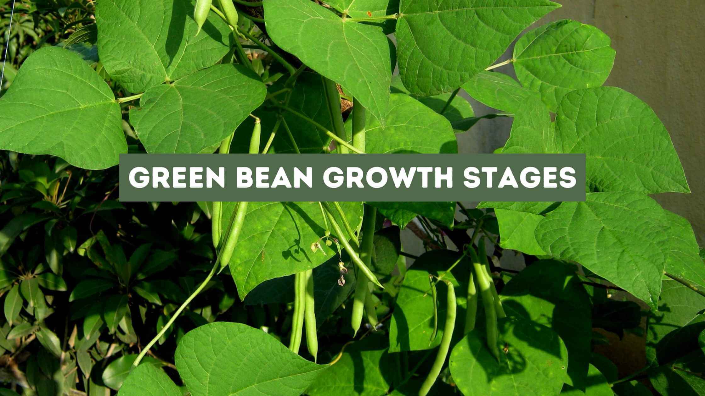 Green Bean Growth Stages